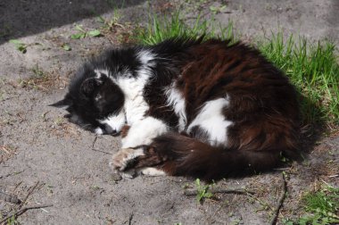 Siyah beyaz komik kedi baharda yerde yatıyor ve güneşin tadını çıkarıyor..