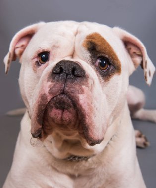 Beyaz önlüklü yetişkin Amerikan Bulldog ön görünümü gri arka planda yakın portre