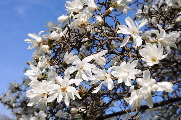 Witte magnolia bloemen achtergrond tegen de hemel — Stockfoto