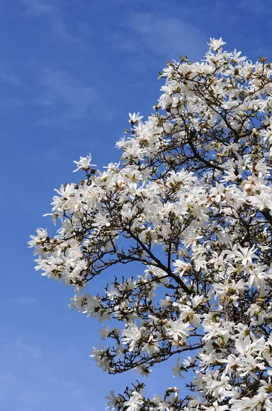 Białe drzewa magnolia tło tle tle przed niebem — Zdjęcie stockowe