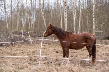 Doğadaki at. Bir atın portresi, kahverengi at.