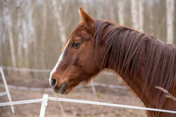 Horse on nature. Portrait of a horse, brown horse — Stock Photo, Image