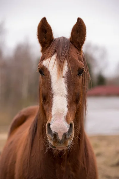 Horse on nature. Portrait of a horse, brown horse — Stock Photo, Image