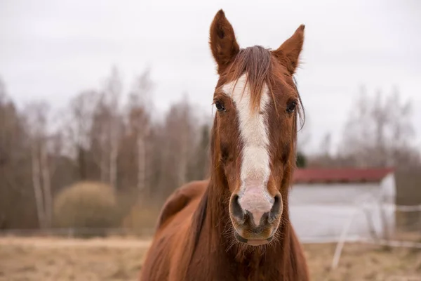 Лошадь на природе. Портрет лошади, коричневой лошади — стоковое фото