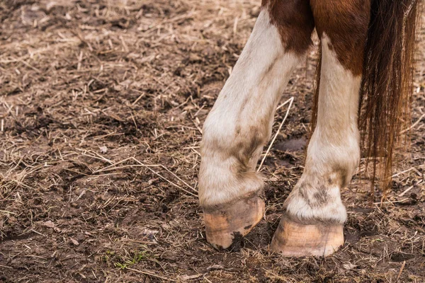Close up of brown horse legs and whves — стоковое фото