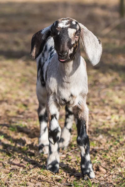 Маленький южноафриканский бур коза doeling портрет на природе — стоковое фото