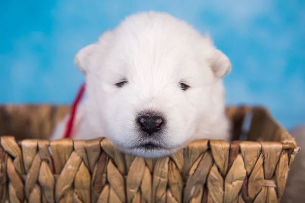 선물 상자에 들어 있는 하얀 솜털작은 사모예드 강아지 — 스톡 사진