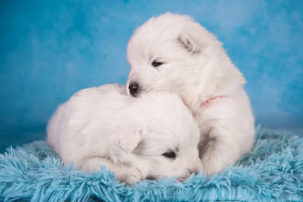 Dois pequenos um mês de idade bonito branco cachorros Samoyed — Fotografia de Stock