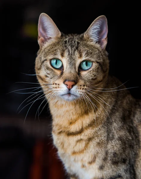 Portret bengalskiego kota z niesamowitymi zielonymi oczami, zbliżenie — Zdjęcie stockowe