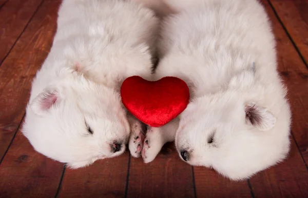 Dois pequenos um mês de idade bonito branco cachorros Samoyed cães com coração vermelho — Fotografia de Stock