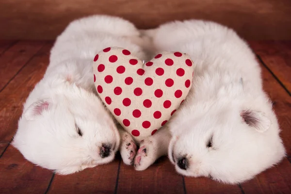 Dois pequenos um mês de idade bonito branco cachorros Samoyed cães com coração vermelho — Fotografia de Stock