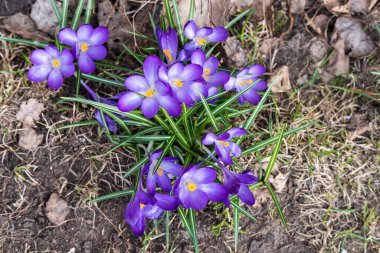 Bahçedeki güzel menekşe çiçekleri.