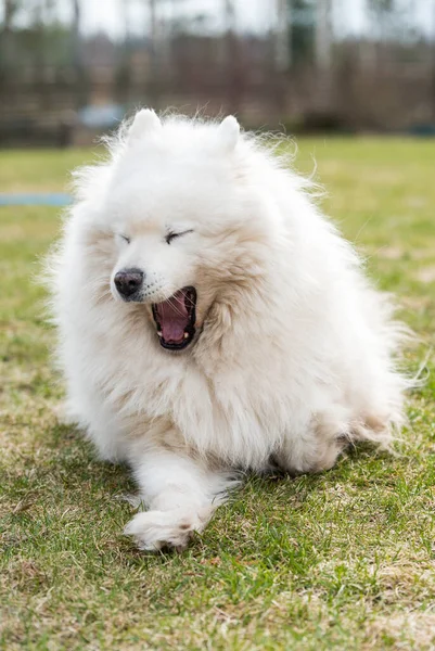 Blanco esponjoso samoyedo perro bostezar fuera en la naturaleza —  Fotos de Stock