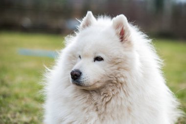 Beyaz tüylü, yaşlı Samoyed köpek portresi