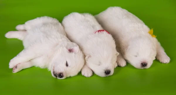 Trois petits chiens blancs mignons d'un mois Samoyed chiots — Photo