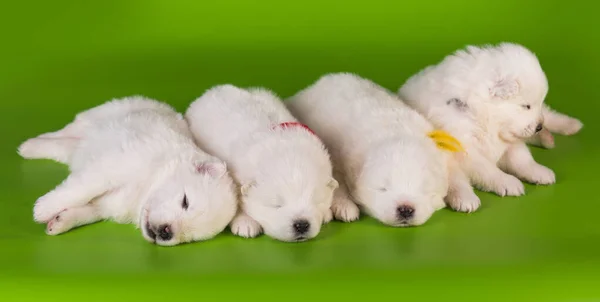 Quatro pequenos um mês de idade bonito branco cachorros Samoyed — Fotografia de Stock
