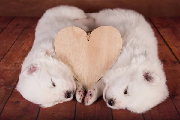 Two small one month old cute white Samoyed puppies dogs with heart — Stock Photo, Image