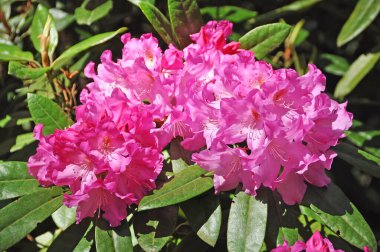 Pembe açelya çiçekleri, çalılıklarda yeşil yapraklarla çiçekleniyor..