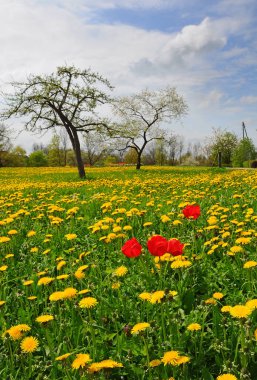 Sarı karahindiba tarlası, ilkbahar sarı çayırlar