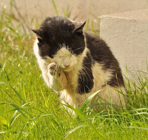 Kat likken zijn vacht in het gras, schoonmaken, wassen — Stockfoto