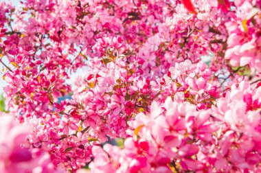 Çiçek açmış elma ağacı. Pembe çiçek arkaplanı