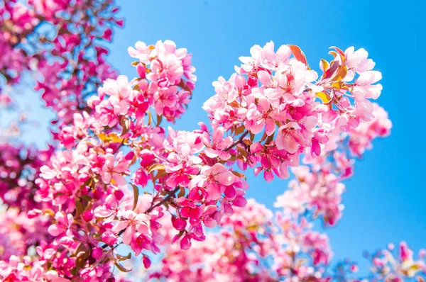 Manzano en flor. Fondo floral rosa — Foto de Stock