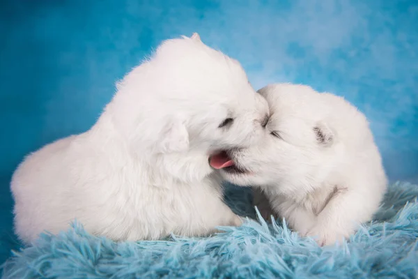 Dois pequenos um mês de idade bonito branco cachorros Samoyed — Fotografia de Stock