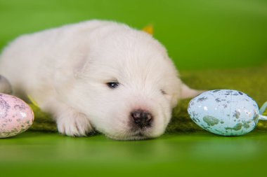 Paskalya 'da yumurtalı küçük Samoylu yavru köpek