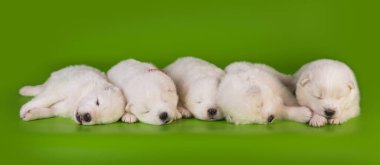Beş küçük bir aylık sevimli beyaz Samoyed köpek yavrusu.