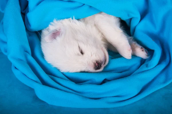 Bílé načechrané malé Samoyed štěně pes spí na modré — Stock fotografie