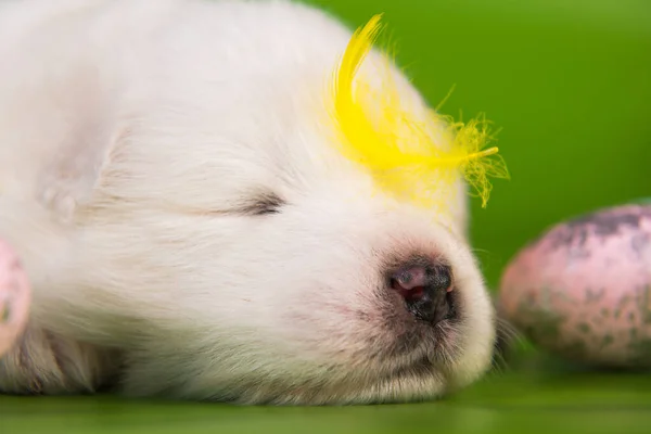 Witte kleine Samoyed puppy hond met eieren op Pasen — Stockfoto