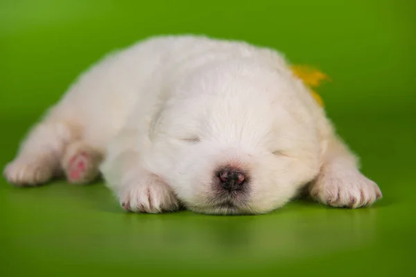 Witte kleine Samoyed puppy hond op groene achtergrond — Stockfoto