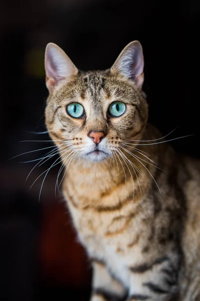 Portret bengalskiego kota z niesamowitymi zielonymi oczami, zbliżenie — Zdjęcie stockowe