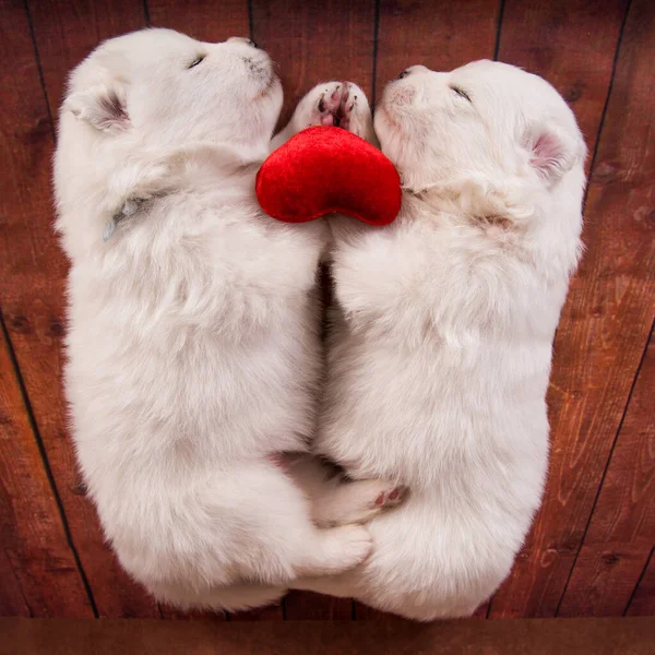 Two small one month old cute white Samoyed puppies dogs with red heart — Stock Photo, Image