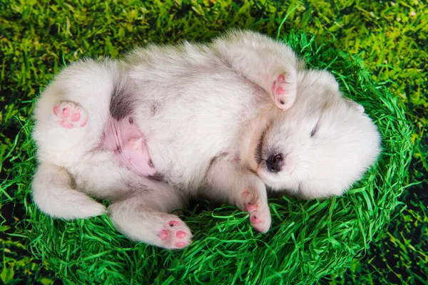 푸른 잔디 위에 있는 흰 작은 사모 예새 강아지 — 스톡 사진