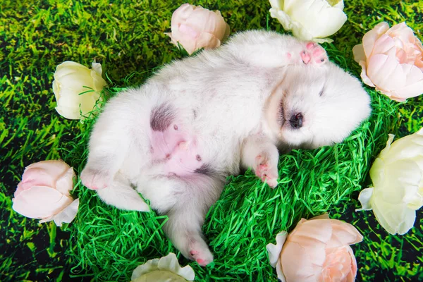 Witte kleine Samoyed puppy hond op groen gras achtergrond — Stockfoto