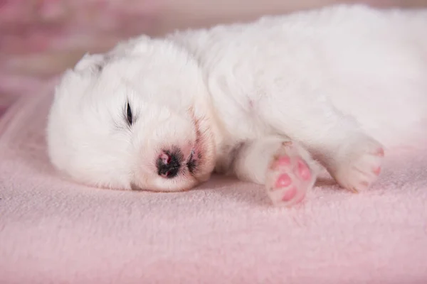 Wit pluizig klein Samoyed puppy hond twee weken oud — Stockfoto