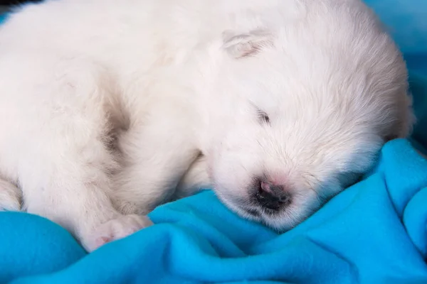 Bianco soffice piccolo cane cucciolo Samoyed sta dormendo su blu — Foto Stock