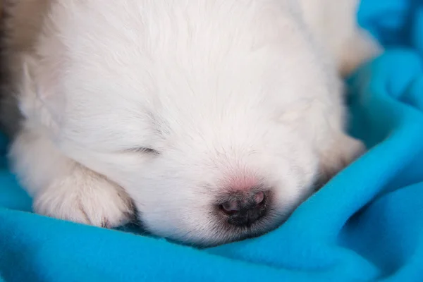 하얀 솜털작은 사모예드 강아지가 파란 옷을 입고 자고 있습니다 — 스톡 사진