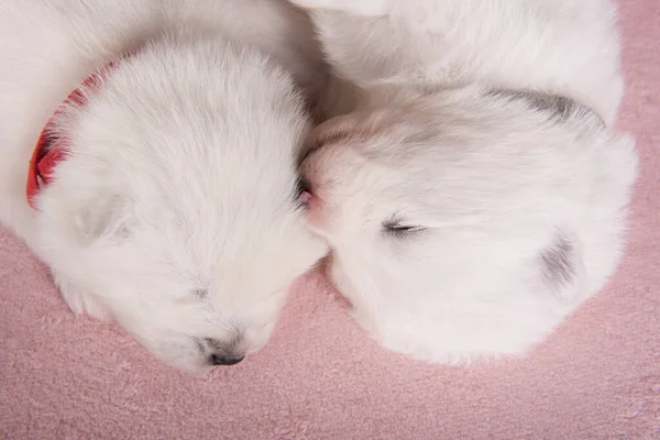 İki küçük haftalık sevimli beyaz Samoylu köpek yavruları uyuyor. — Stok fotoğraf