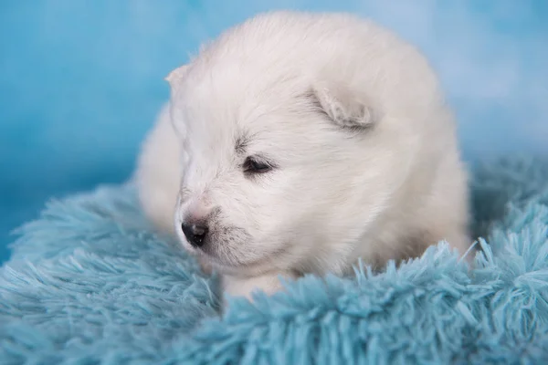 Blanco peludo pequeño perro cachorro Samoyed está sentado en azul —  Fotos de Stock