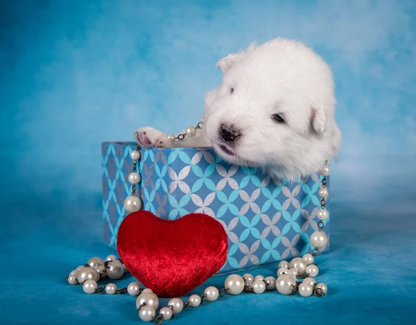 Fehér bolyhos kis Samoyed kiskutya egy ajándékdobozban — Stock Fotó