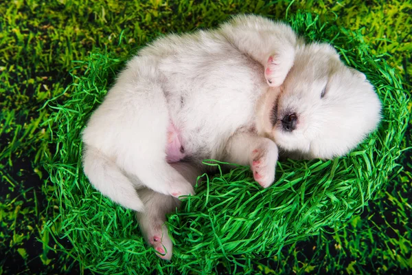 Branco pequeno cachorro Samoyed cão no fundo grama verde — Fotografia de Stock