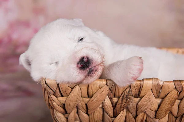 白いふわふわ小さなサモイドの子犬犬でザバスケット — ストック写真