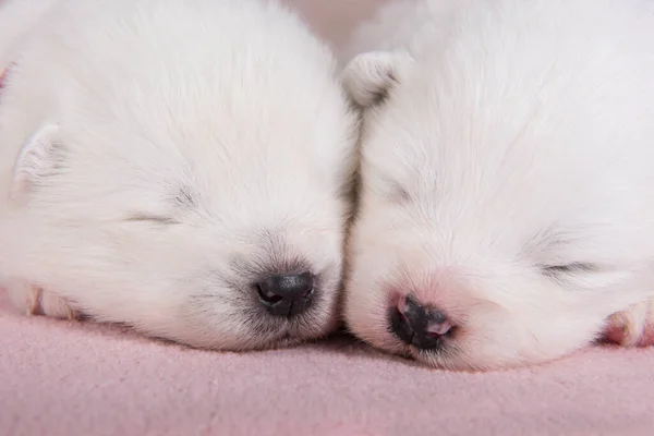 Dois pequenos dois semanas de idade bonito branco cachorros Samoyed cães estão dormindo — Fotografia de Stock