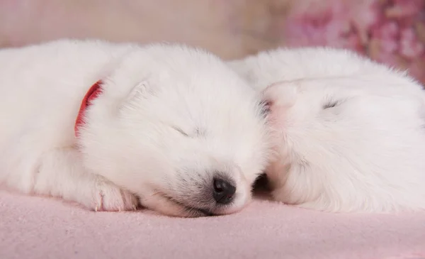 Dois pequenos dois semanas de idade bonito branco cachorros Samoyed cães estão dormindo — Fotografia de Stock