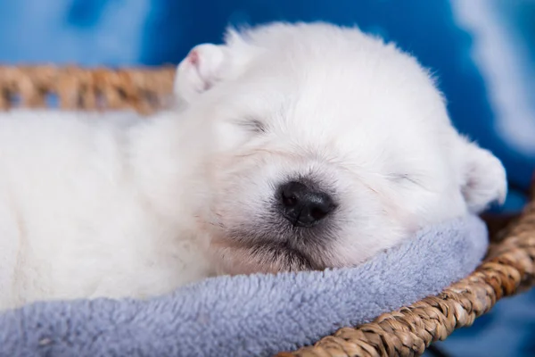 Wit pluizig klein Samoyed puppy hondje in een mandje — Stockfoto