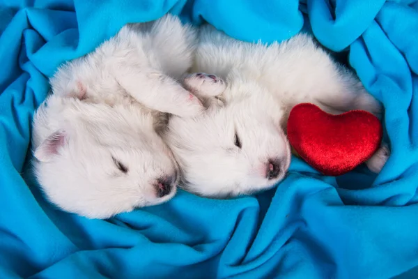 Dois pequenos um mês de idade bonito branco cachorros Samoyed — Fotografia de Stock