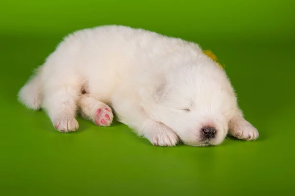 Petit chien blanc Samoyed chiot sur fond vert — Photo