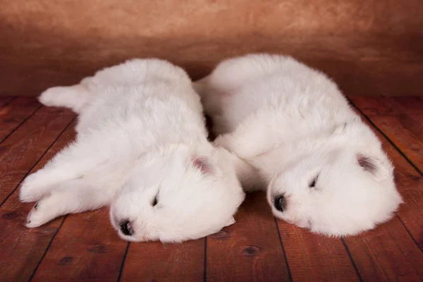 Dwa małe jeden miesiąc stary słodkie biały Samoyed szczenięta psy — Zdjęcie stockowe